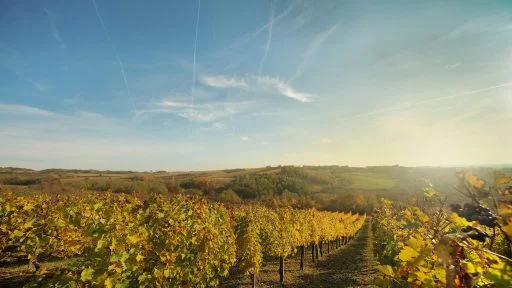 vinarija adora 2021 09 10 (8)