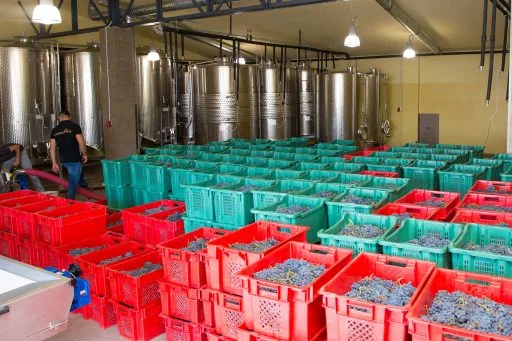 vinogradi volarevic 2020 08 24 (1)