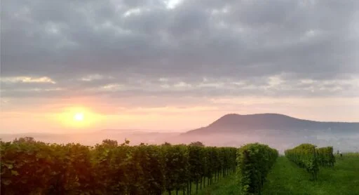 weinhof neubauer 2022 09 19 (4)